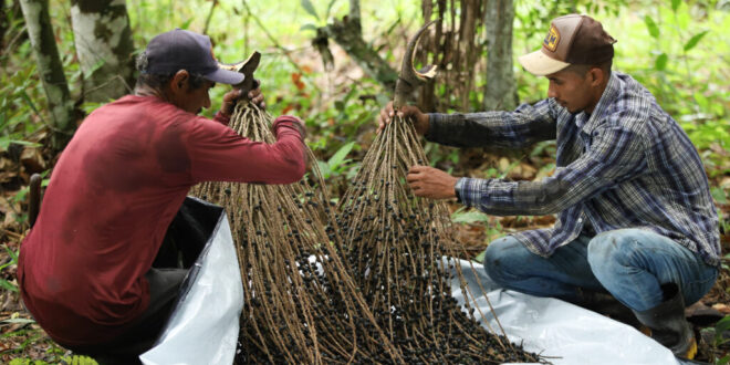 produtores se estruturam após Indicação Geográfica dada ao açaí de Feijó