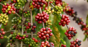 Governo abre inscrições para a 2ª edição do Concurso de Qualidade do Café
