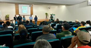 Pesquisador alerta para risco do mandarová da mandioca apresentar resistência à agroquímico