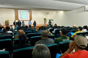 Pesquisador alerta para risco do mandarová da mandioca apresentar resistência à agroquímico