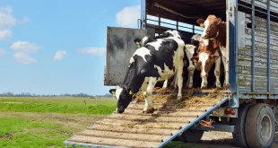 Operação Arco Verde apreende carga de animais sem documentação