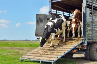 Operação Arco Verde apreende carga de animais sem documentação