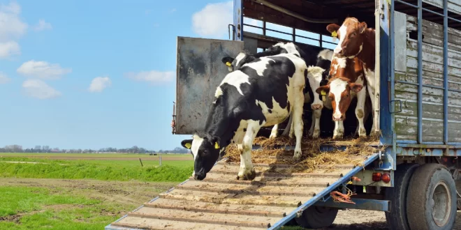 Operação Arco Verde apreende carga de animais sem documentação