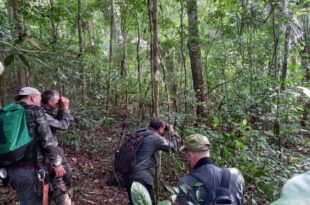 Birdwatching: observação de aves cresce no Acre e fortalece turismo na região