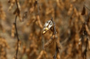Balança comercial do Acre tem superávit de 46 milhões de dólares