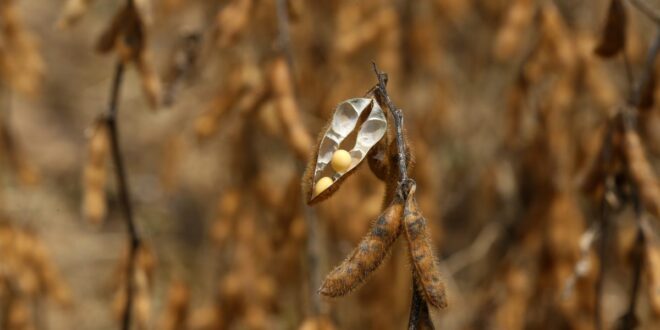 Balança comercial do Acre tem superávit de 46 milhões de dólares