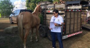 Idaf realiza fiscalização em saúde animal na Xapuri Rural Show