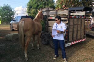 Idaf realiza fiscalização em saúde animal na Xapuri Rural Show
