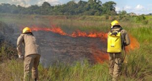 Número de incêndios florestais cresceu 46% em relação ao ano passado