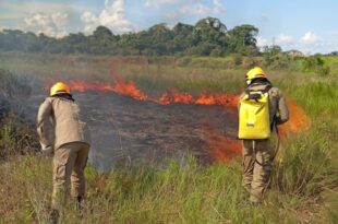 Número de incêndios florestais cresceu 46% em relação ao ano passado