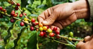 Seagri realiza curso de classificação física de Café Grão Cru