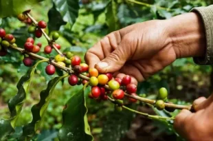 Seagri realiza curso de classificação física de Café Grão Cru