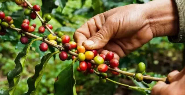 Seagri realiza curso de classificação física de Café Grão Cru