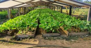 Hortaliças produzidas pelos presos são doadas para Educandário Santa Margarida e Lar Vicentino
