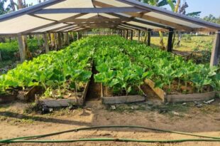 Hortaliças produzidas pelos presos são doadas para Educandário Santa Margarida e Lar Vicentino