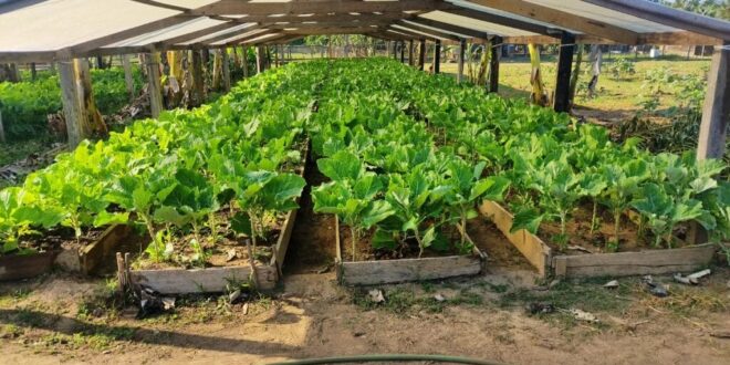 Hortaliças produzidas pelos presos são doadas para Educandário Santa Margarida e Lar Vicentino
