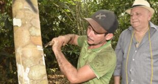 Emater leva educação ambiental e cultivo sustentável de seringueiras na Vila Pia