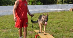 Pelotão de Cães completa quatro anos com treinamento de detecção de restos mortais