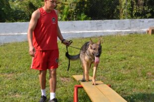 Pelotão de Cães completa quatro anos com treinamento de detecção de restos mortais
