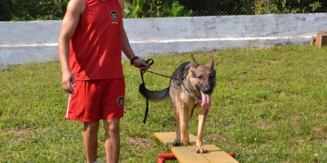 Pelotão de Cães completa quatro anos com treinamento de detecção de restos mortais