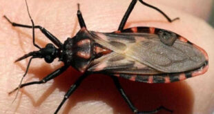 Alerta: Cruzeiro do Sul registra 9 casos de Doença de Chagas Aguda