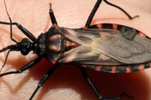 Alerta: Cruzeiro do Sul registra 9 casos de Doença de Chagas Aguda