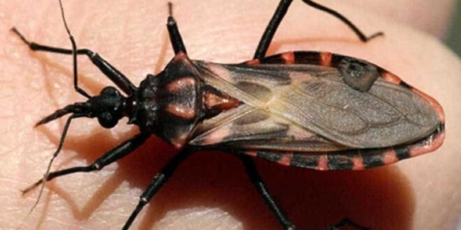 Alerta: Cruzeiro do Sul registra 9 casos de Doença de Chagas Aguda