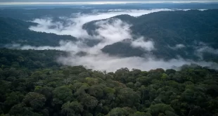 Rios Voadores: como o desmatamento impacta sua existência o que pode levar a desertificação no país *********
