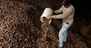 Extrativismo dá certo: Xapuri é o terceiro município com maior produção de castanha no Brasil