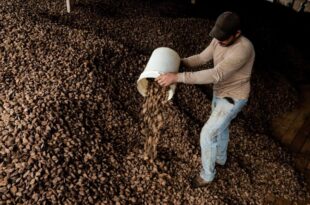 Extrativismo dá certo: Xapuri é o terceiro município com maior produção de castanha no Brasil