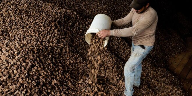 Extrativismo dá certo: Xapuri é o terceiro município com maior produção de castanha no Brasil