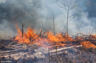 MPAC ajuíza ação civil pública para que o Estado do Acre adote ações imediatas no combate a incêndios florestais