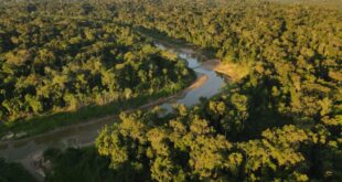 Sem queimadas: Parque Estadual Chandless celebra 20 anos como uma das áreas mais preservadas do mundo