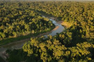 Sem queimadas: Parque Estadual Chandless celebra 20 anos como uma das áreas mais preservadas do mundo