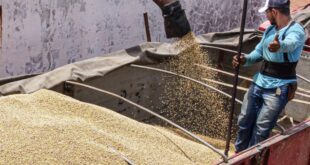 Acre tem mais de 95 mil hectares de área plantada