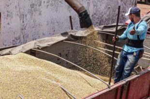 Acre tem mais de 95 mil hectares de área plantada