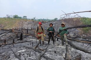 Eles insistem: proprietário de 400 ha em Feijó é autuado por uso de fogo
