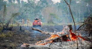 Com apoio do governo federal Corpo de Bombeiros atua na Operação Fogo Controlado