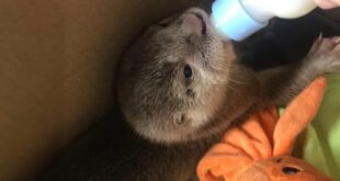Sema, Ibama e Ufac realizam campanha para ajudar animais vítimas de incêndios florestais