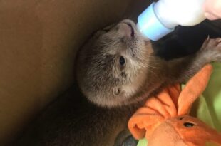 Sema, Ibama e Ufac realizam campanha para ajudar animais vítimas de incêndios florestais
