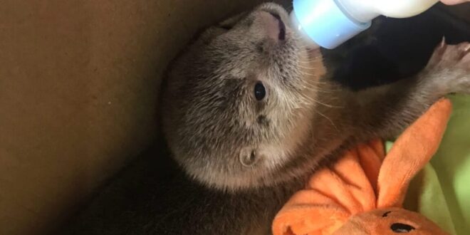 Sema, Ibama e Ufac realizam campanha para ajudar animais vítimas de incêndios florestais