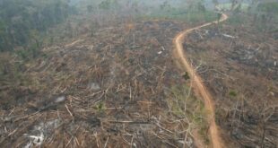 117 hectares são embargados em decorrência do desmate e queimada em Manoel Urbano