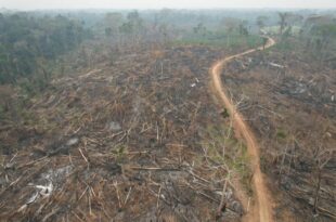 117 hectares são embargados em decorrência do desmate e queimada em Manoel Urbano