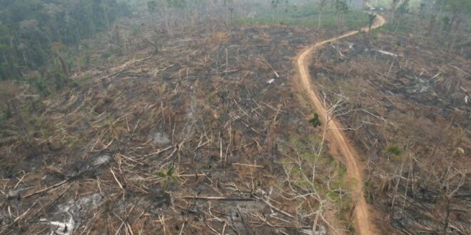 117 hectares são embargados em decorrência do desmate e queimada em Manoel Urbano