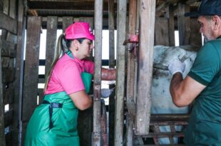 Governo do Estado lança programa Insemina+ no Juruá
