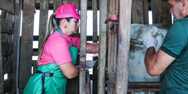 Governo do Estado lança programa Insemina+ no Juruá