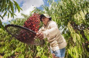 É hoje: premiação do 2° Concurso de Qualidade do Café Robusta Amazônico acontece nesta quarta, 30