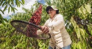 Acreanas são finalistas no maior concurso do mundo para mulheres produtoras de café