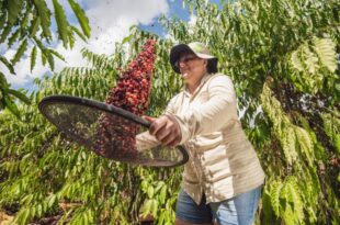 Acreanas são finalistas no maior concurso do mundo para mulheres produtoras de café