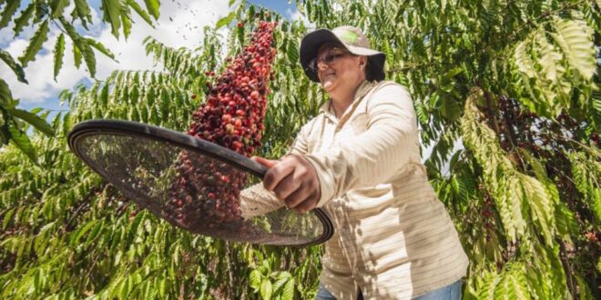Acreanas são finalistas no maior concurso do mundo para mulheres produtoras de café